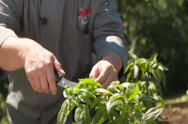 Fresh Basil Tip